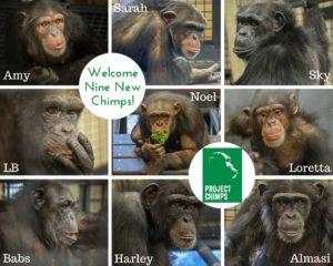 Nine new chimps at Project Chimps