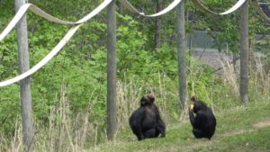 Leo and Oscar Outdoors