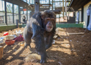 Marlon at Project Chimps