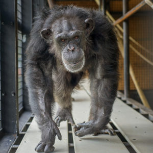 Precious, a former research chimpanzee retired to Project Chimps