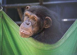 Gertrude at Project Chimps