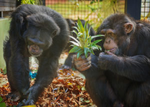 Chimpanzees Jabari and Stirlene at Project Chimps