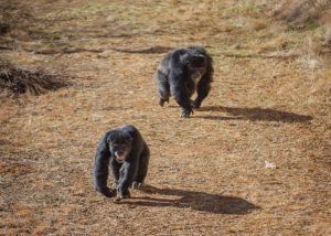 Chimpanzees Patrick and Marlon