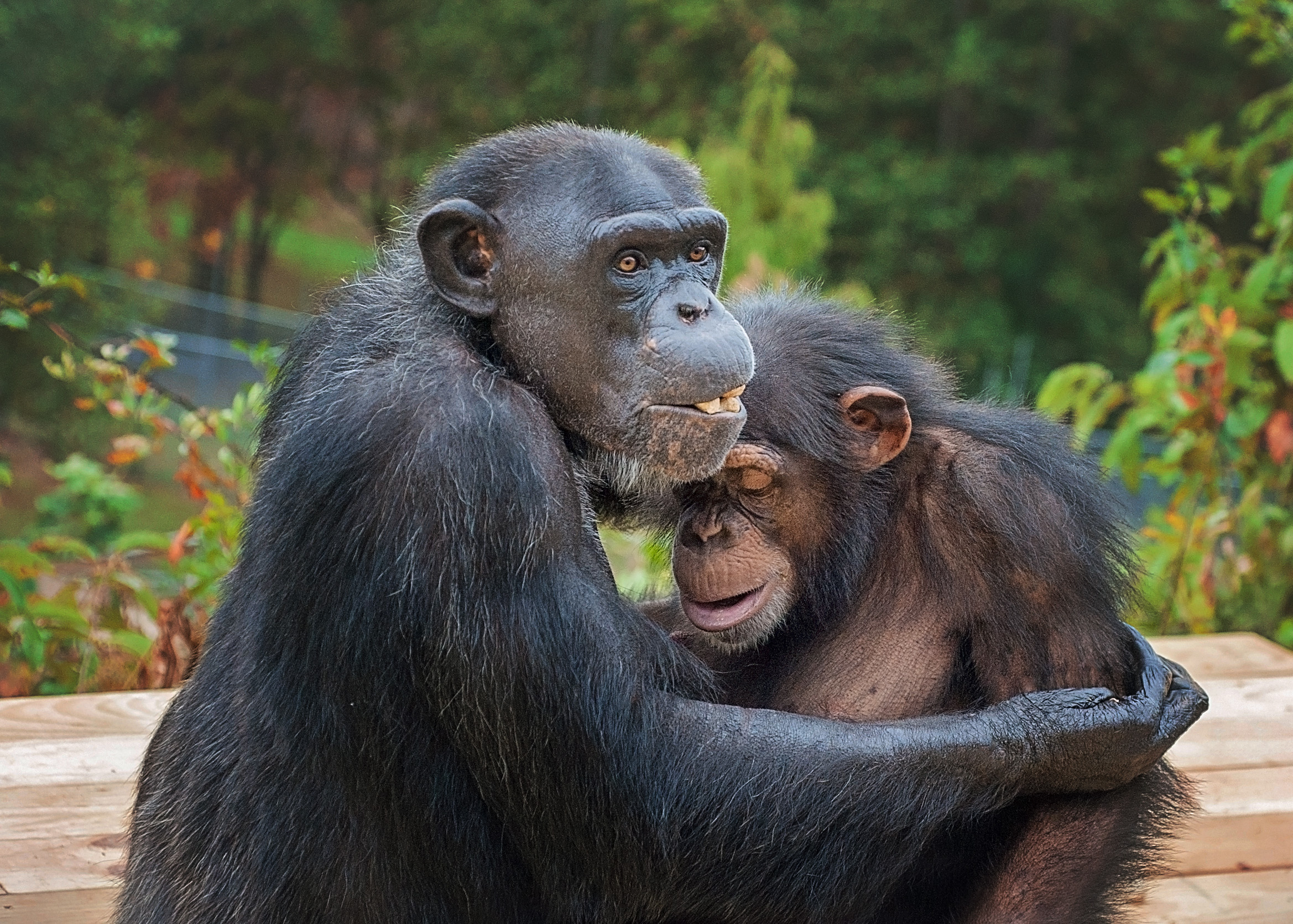 Забавный шимпанзе как правильно. Шимпанзе Нгого. Шимпанзе бонобо. Обезьяны веселятся. Шимпанзе фото.