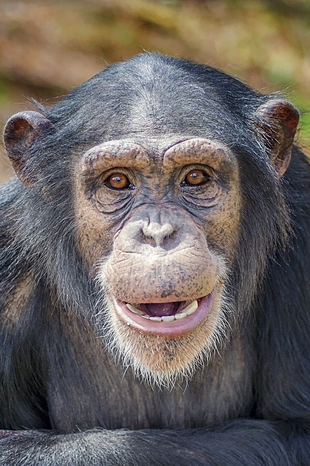 Sponsor a Chimp - Project Chimps