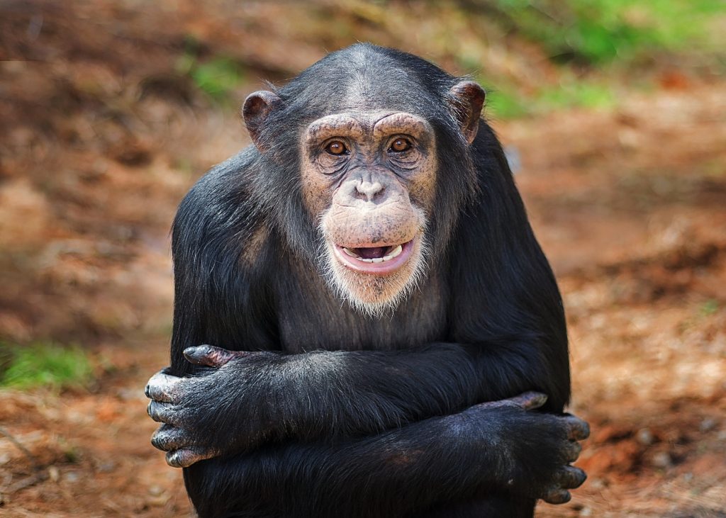 Amy spent her first nine years in a research facility. She now has a forever home at Project Chimps.