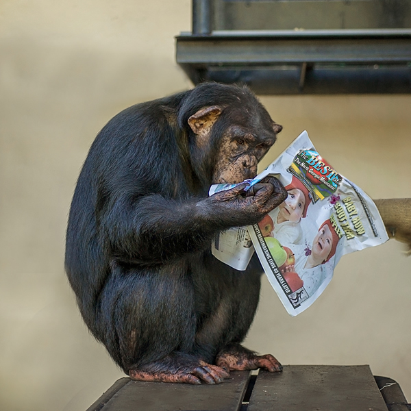 Charisse enjoys magazine enrichment day at Project Chimps.