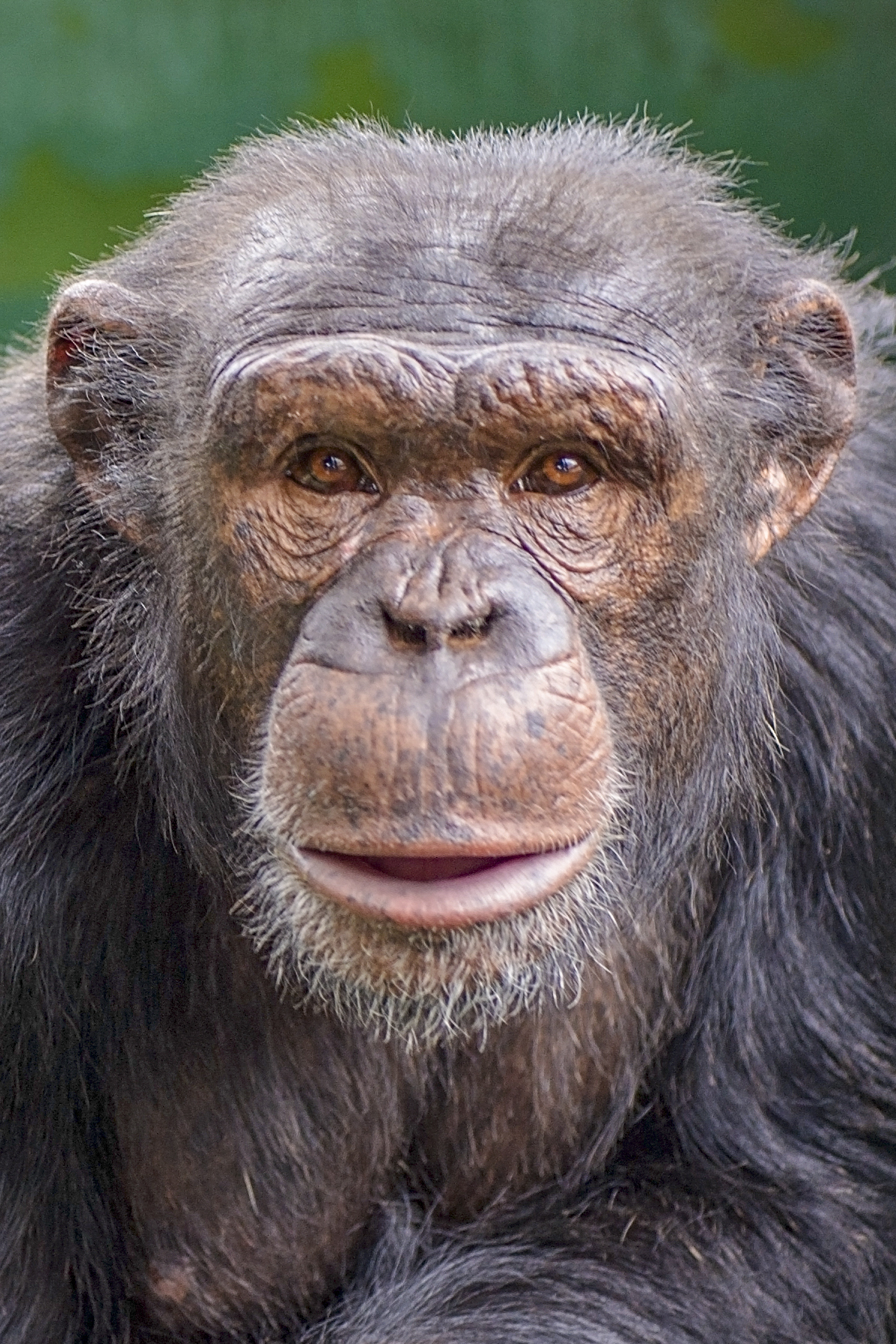 chimpanzee face side view