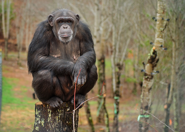 Latricia was among the first chimpanzees transferred to Project Chimps in September 2016.