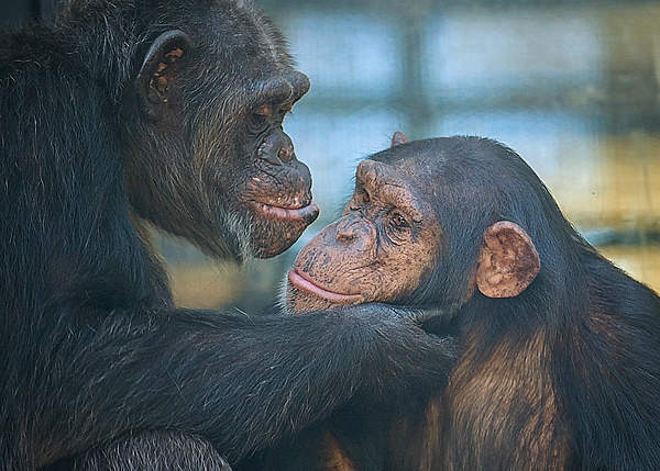 Keep in touch! LB grooms Amy at Project Chimps.