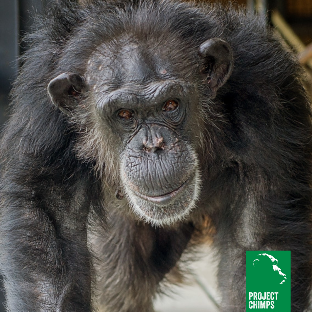 Precious, a 28-year-old former research chimpanzee now lives in permanent sanctuary at Project Chimps.