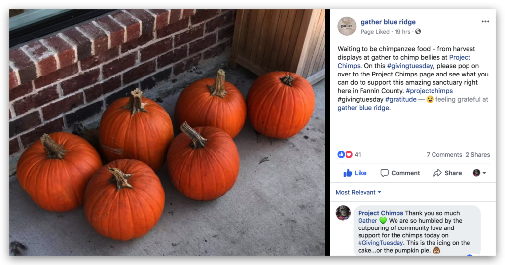 Gather donated pumpkins to Project Chimps on Giving Tuesday 2018.