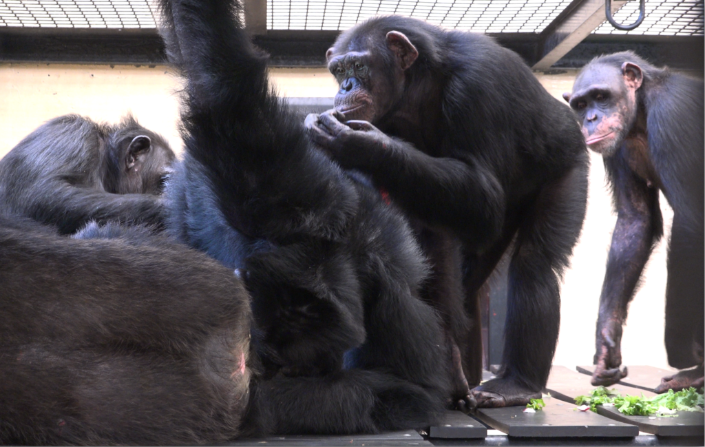 Five chimpanzees groom one another at Project Chimps.