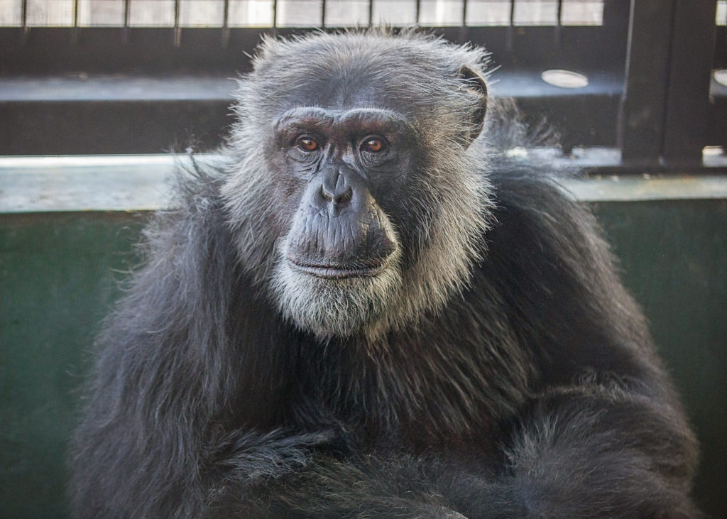 Former research chimpanzee Kareem at Project Chimps