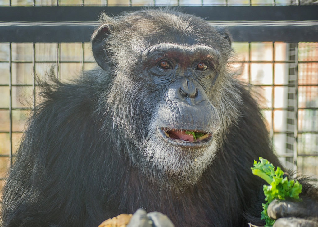 Kareem enjoys a tasty Thanksgiving meal of kale, potatoes and cranberries at Project Chimps. Photo by Crystal Alba.
