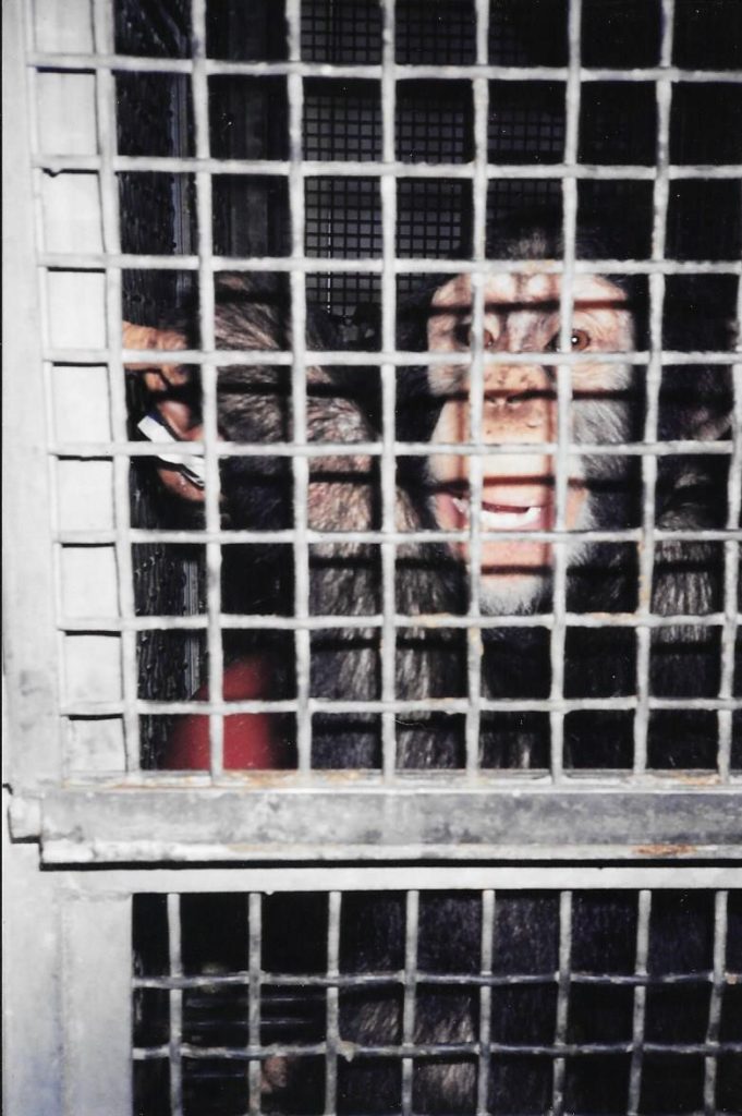 Kareem in his tiny cage at LEMSIP. Photo courtesy Nancy Megna