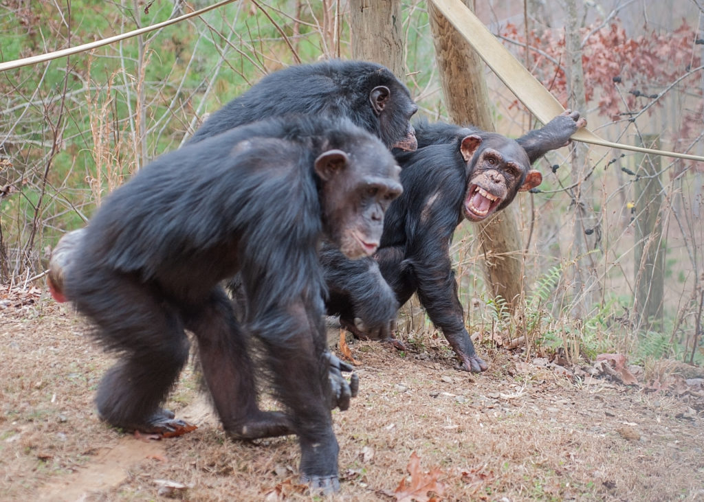 anti-vivisection Archives - Project Chimps