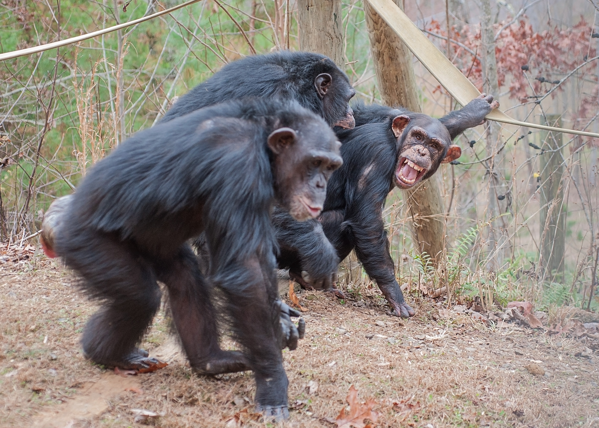 Male and Female Chimpanzees Reunited, at Last - Project Chimps