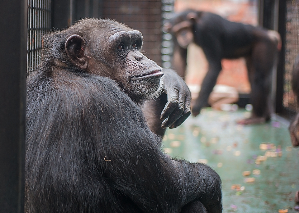 Former research chimpanzees Latricia and Jennifer