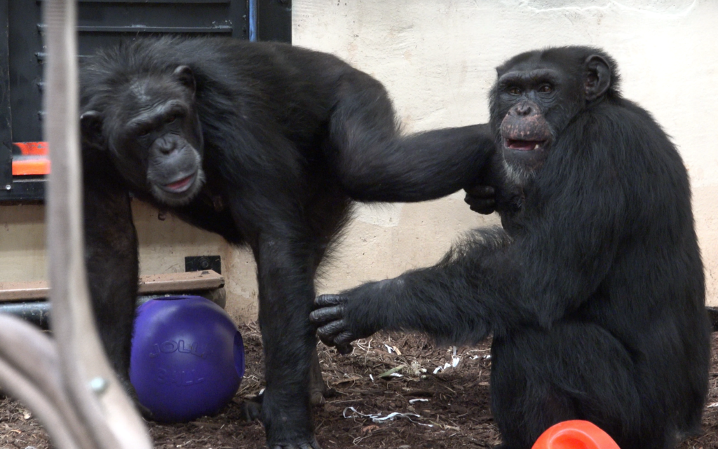 Former research chimpanzees Latricia and Lance meet one-on-one.