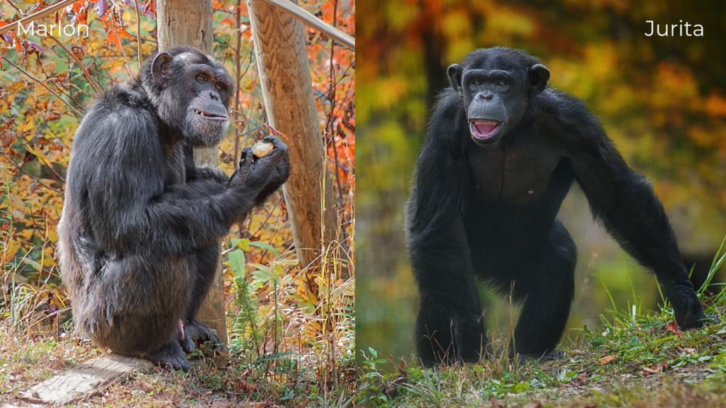 Chimpanzees Marlon and Jurita