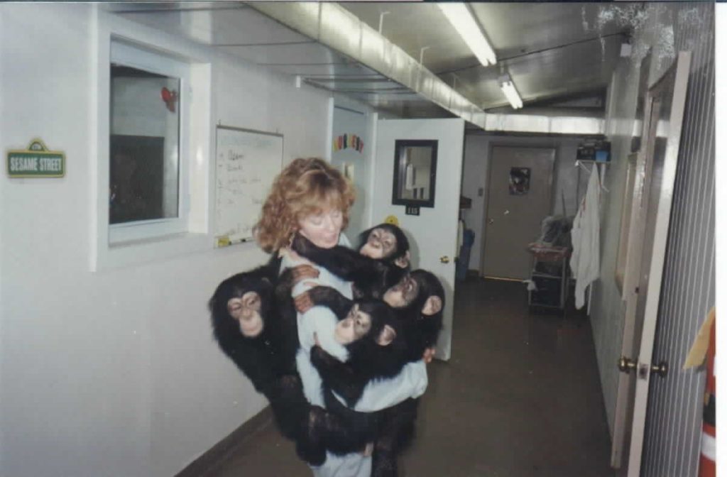 Nancy Megna carrying four young chimps in the nursery at LEMSIP. Photo courtesy of Nancy.