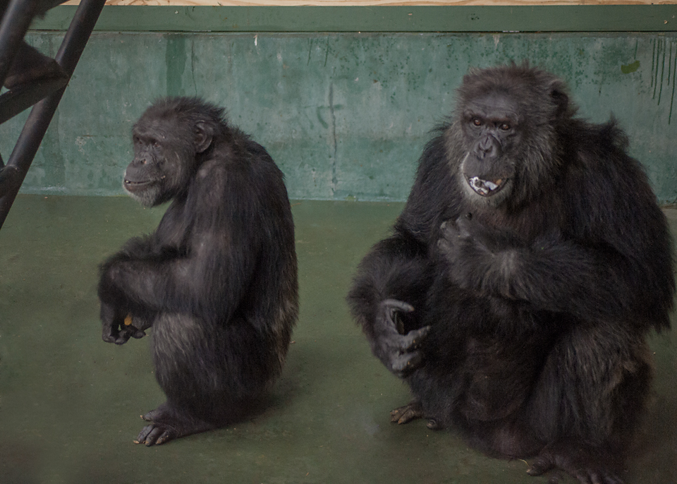 Kareem, right, is a gentle leader to group mates like low-ranking Ronald, left. Kareem dwarfs the other male chimps in the sanctuary. Photo by Crystal Alba.