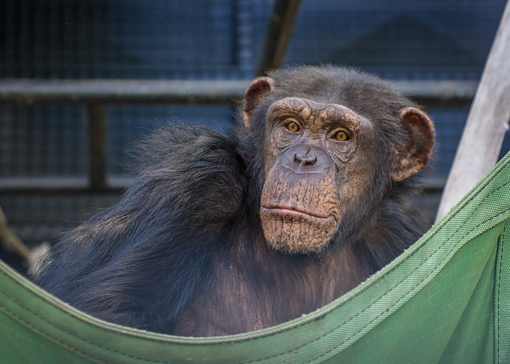 Gertrude at Project Chimps