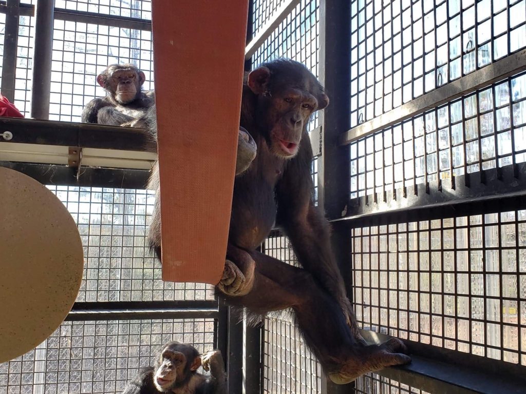 Former research chimpanzees 
Kennedy, Jacob and Leo sun themselves on the large, multi-level porch of Dorothy Jo & Tilly Villa at Project Chimps.