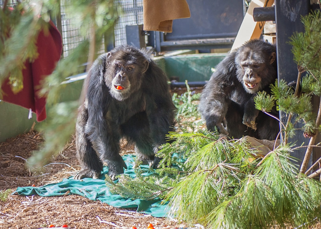 Former research chimpanzee Marlon and group mate Arthur enjoy fresh tomatoes donated by volunteer Shannon Michael.