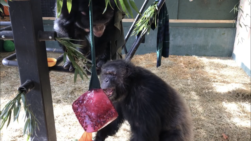 Chimpanzees enjoy a frozen juice block at Project Chimps