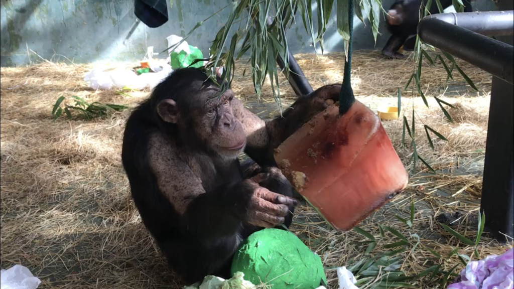 Chimpanzee Noel with an icee block