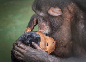 Harley chimp with plush chimp tou