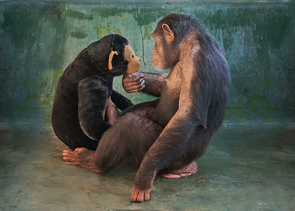 Noel chimp with plush chimp toy