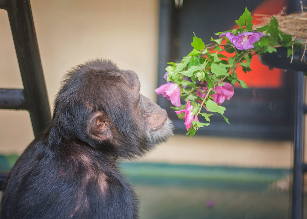 Bo chimp inspecting rose of sharon flower
