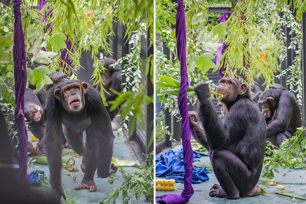 Jennifer and Gertrude chimps exploring edible plants