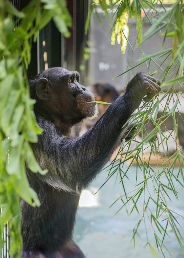 Emma chimp eating bamboo