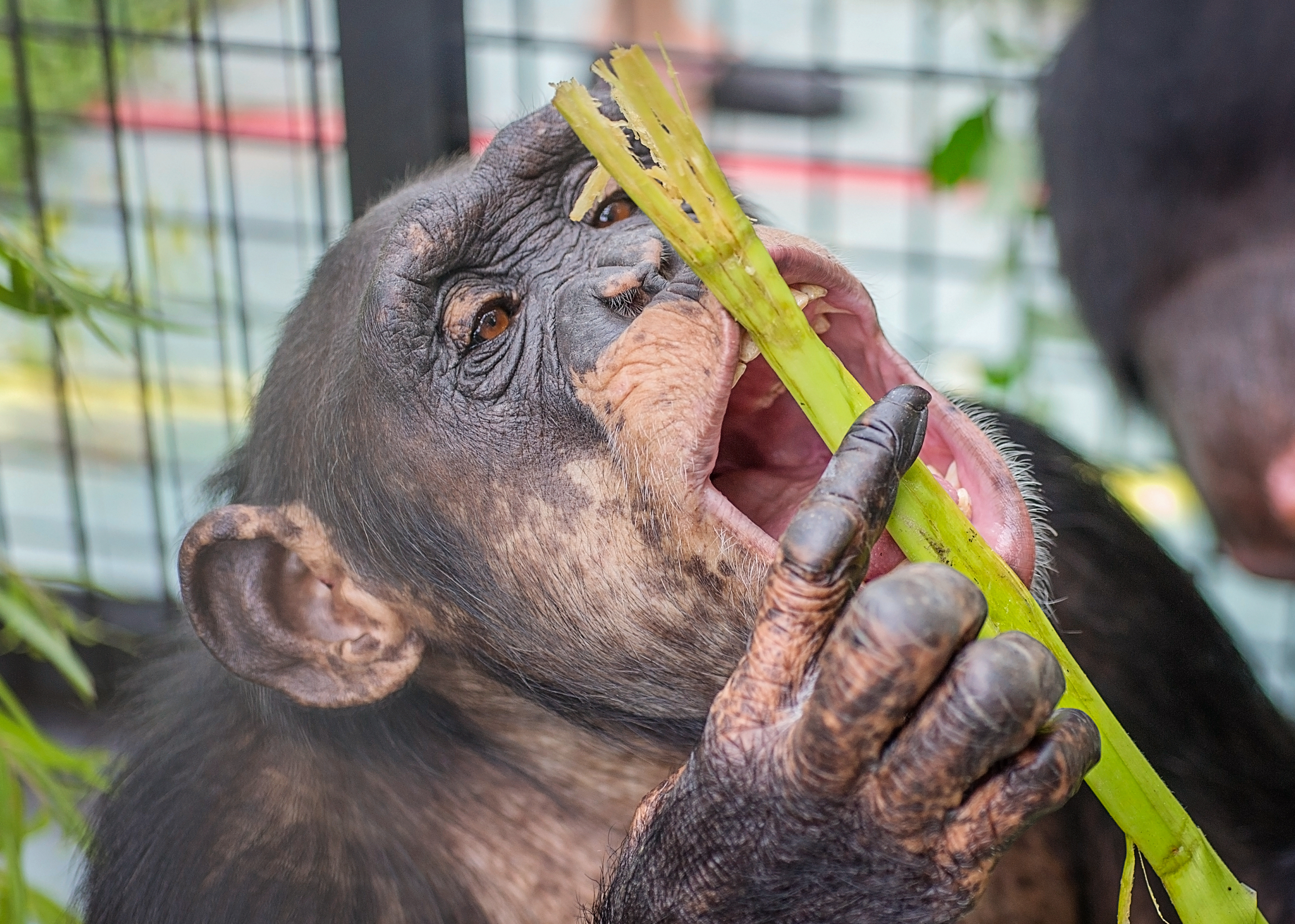 Samira chimp eating bamboo