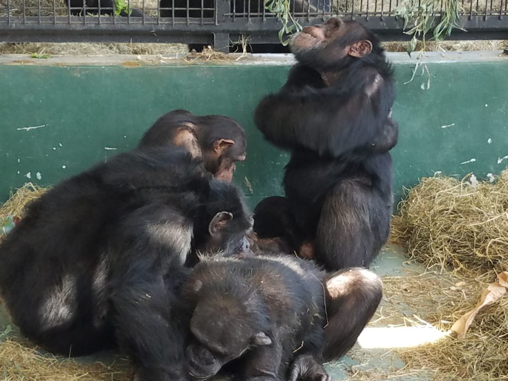 Four chimpanzees grooming in their villa at Project Chimps.