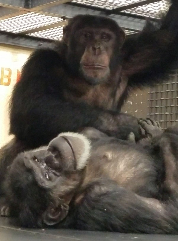 Chimpanzee Arthur grooms his mother, Jill, inside their villa.