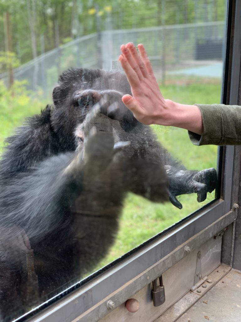 Chimpanzee Bo places his hand on the glass of the viewing window opposite a guest's hand on the other side.