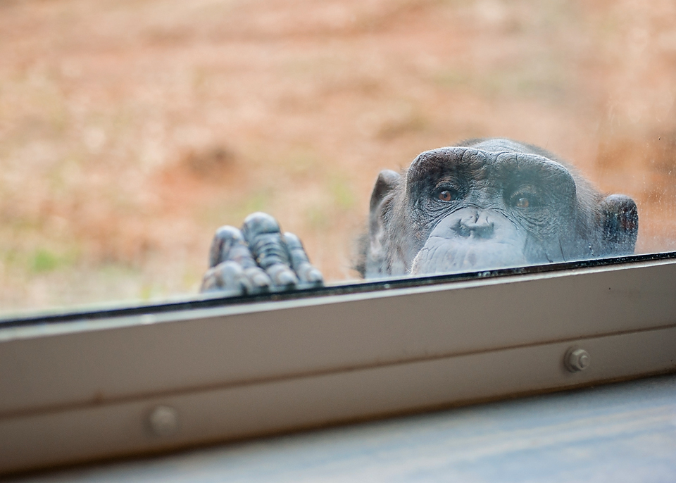 Emma chimpanzee peering over the windowsill.