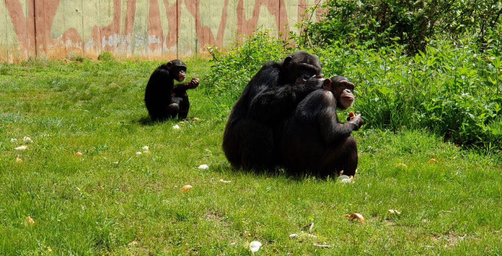 Three chimps foraging and grooming outdoors at Project Chimps.