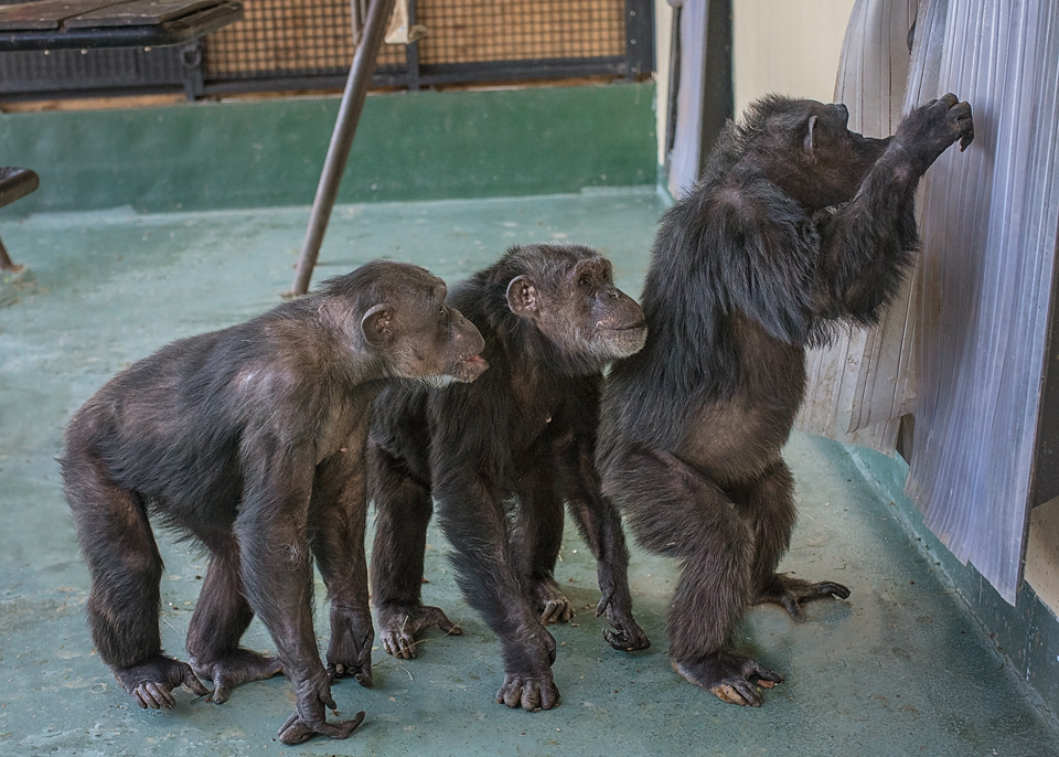 Chimpanzees Jurita, Jamie and Precious peer through a window to see male chimpanzees in the next room.