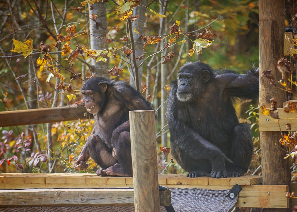 Chimpanzees Krystal and Jill sit on a platform in the Project Chimps habitat.