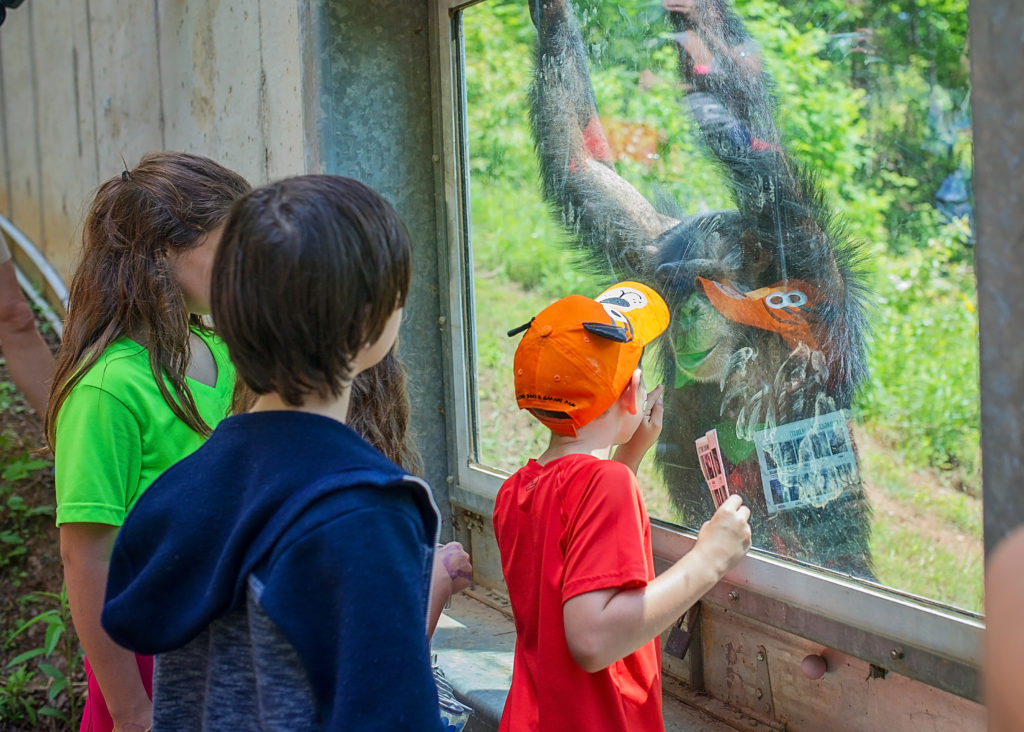 Chimpanzee Noel greeting three children at the viewing window at Project Chimps
