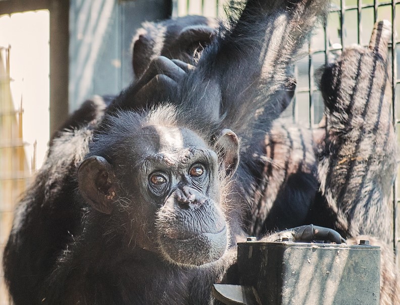 Chimpanzees Precious and Patrick grooming