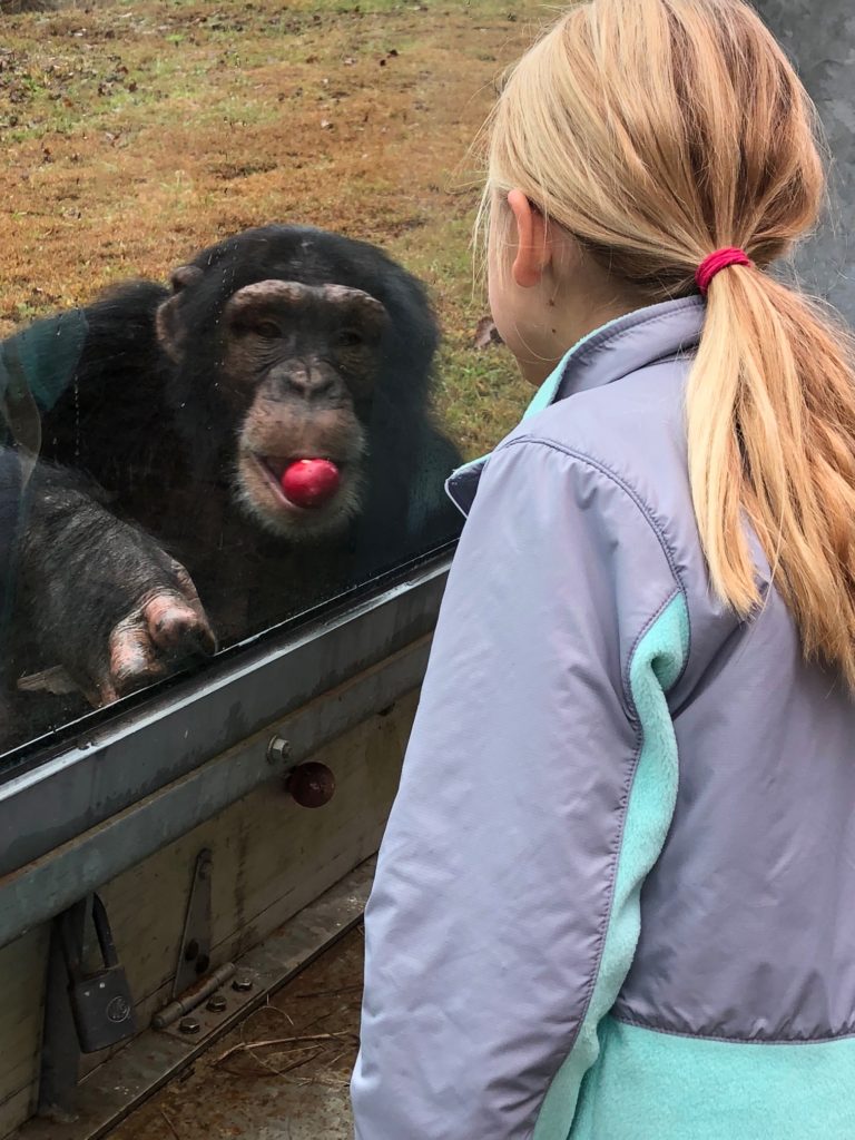 A child visits with Oscar chimp at a viewing window during a tour.