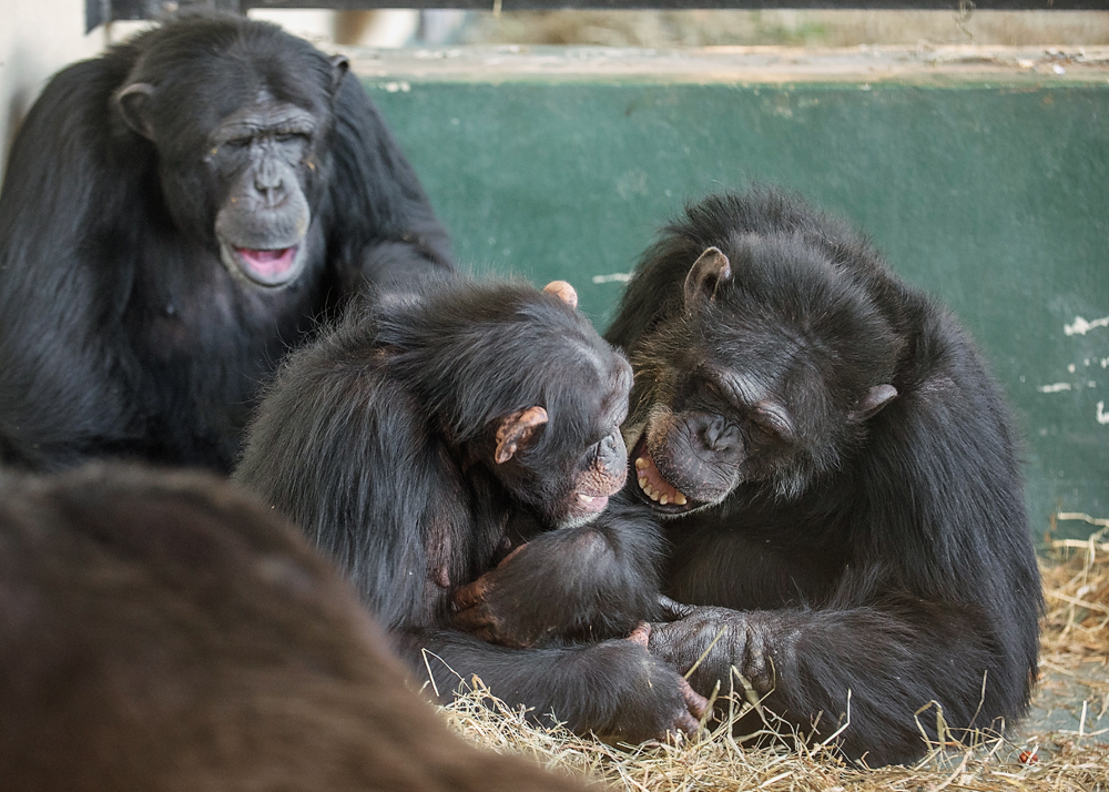 Chimpanzees Taz, Haylee and Quintin grooming indoors