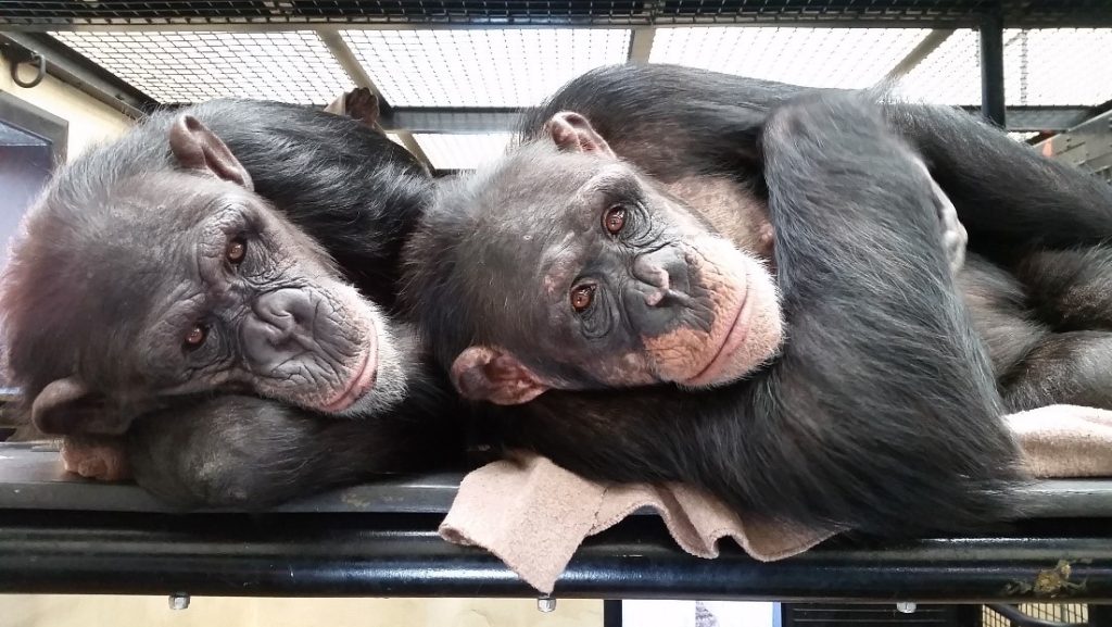 Chimps Emma and Samira lounging in their Villa.